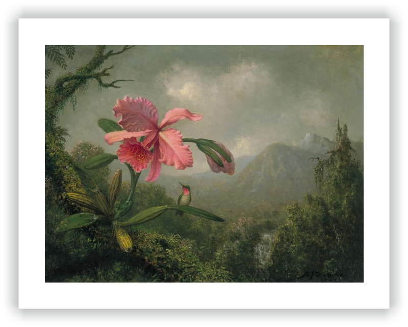 Orquídea y colibrí cerca de una cascada de montaña