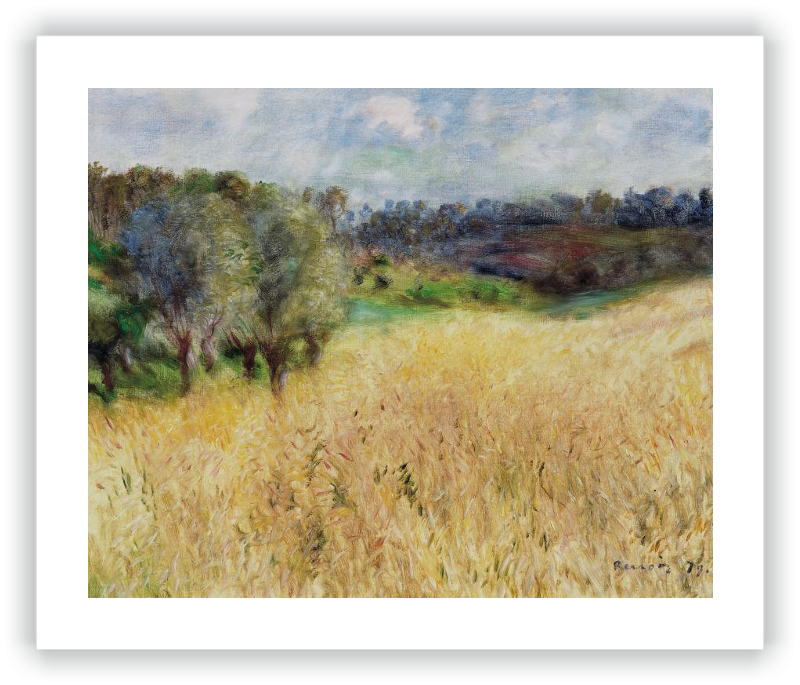 Campo de trigo