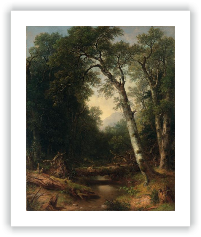 Un arroyo en el bosque