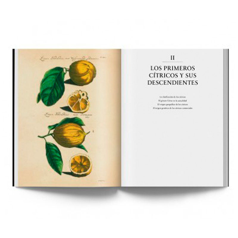 
                  
                    Los cítricos. Un viaje a través de la historia y del arte
                  
                