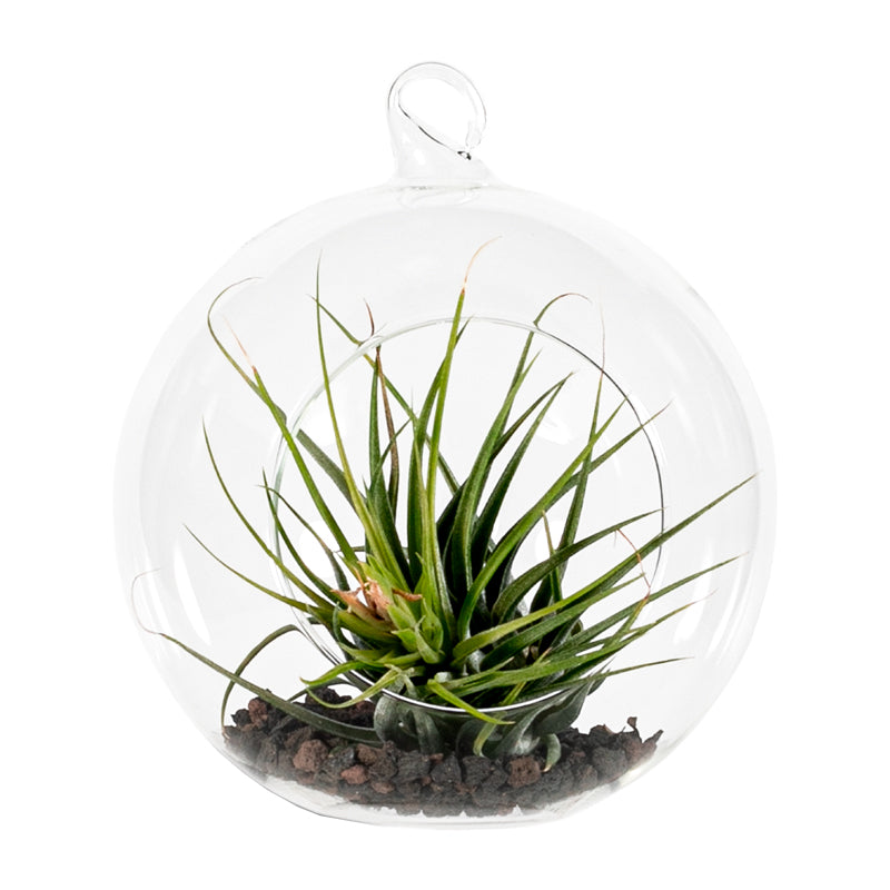 Tilandsia planta de aire Terrafilia