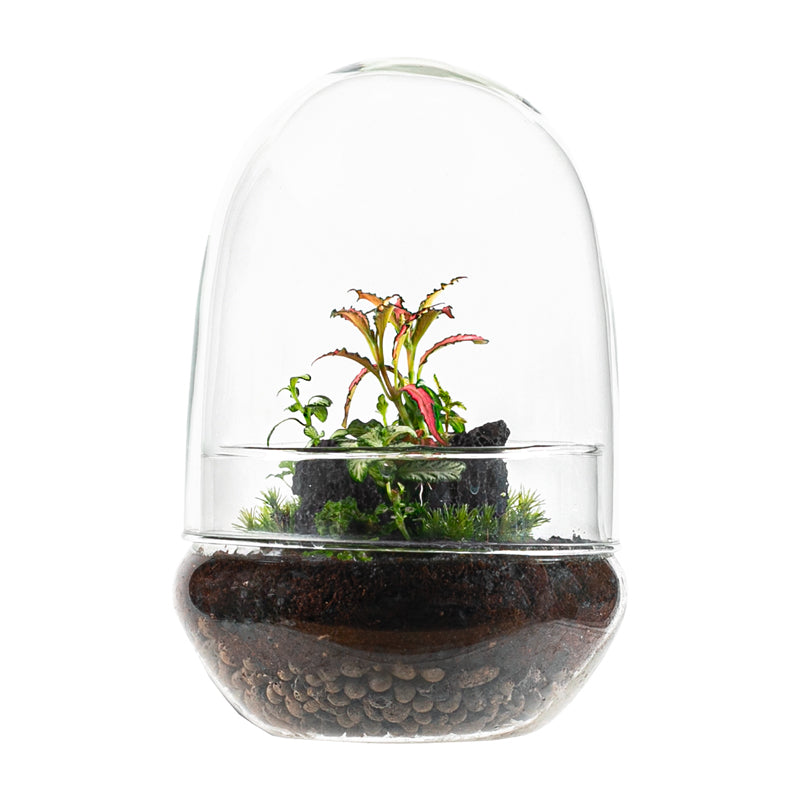 Terrario eterno en envase de cristal Terrafilia